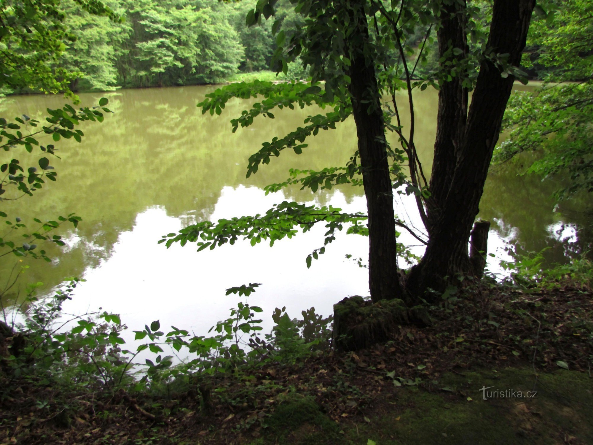 bundløs dam - Bezedník