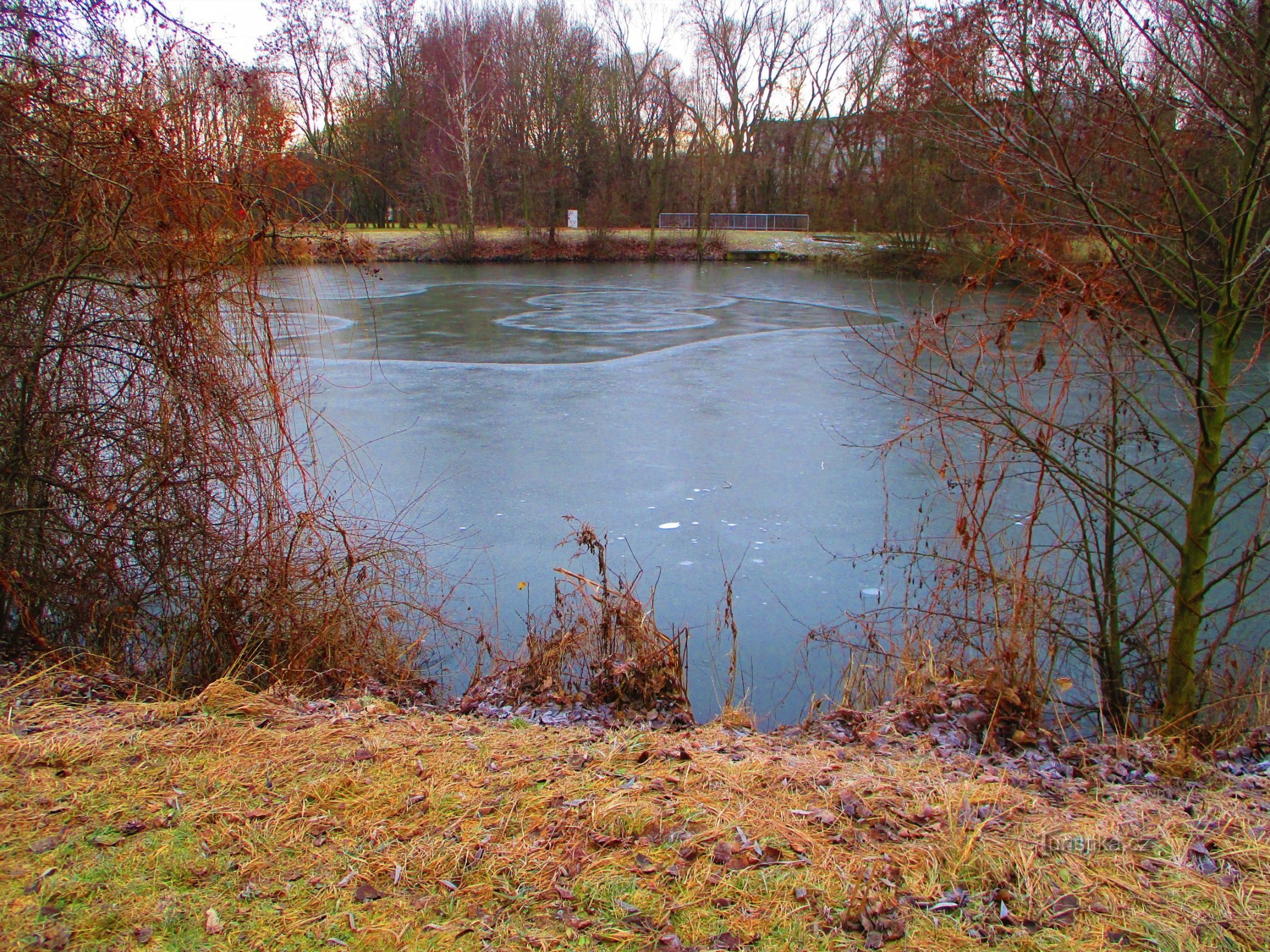 Čičák 池塘（Pardubice，12.1.2022 年 XNUMX 月 XNUMX 日）