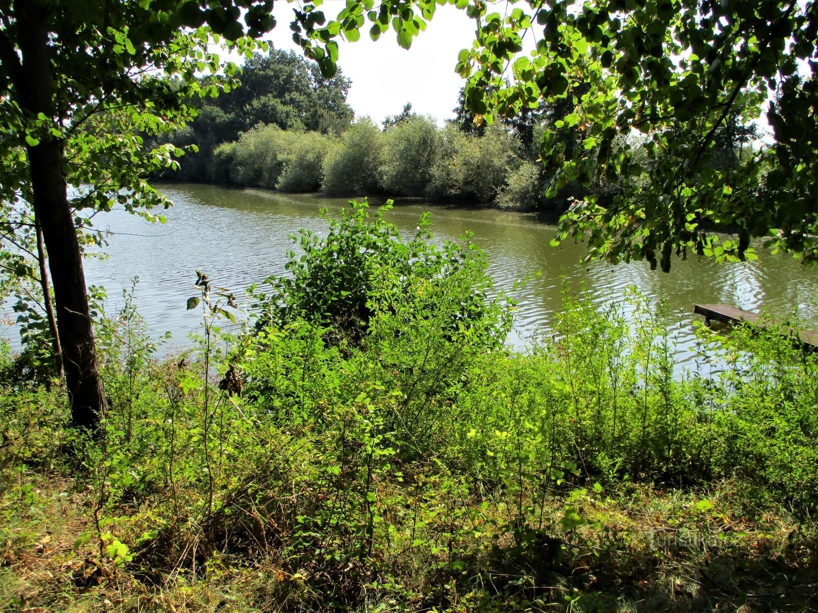 Čičánek Pond (Nepasice, 15.9.2020/XNUMX/XNUMX)