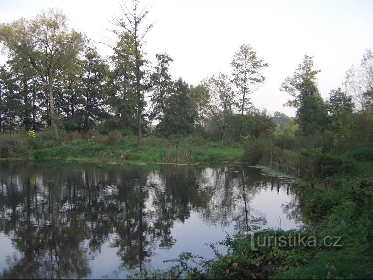 Cíp pond - dyke