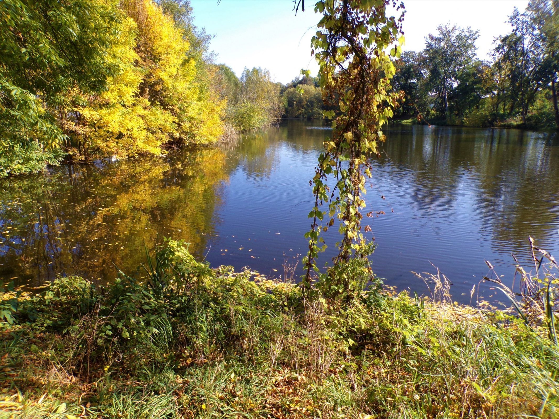 Dvořák Pond (Kunčice, 8.10.2021 oktober XNUMX)