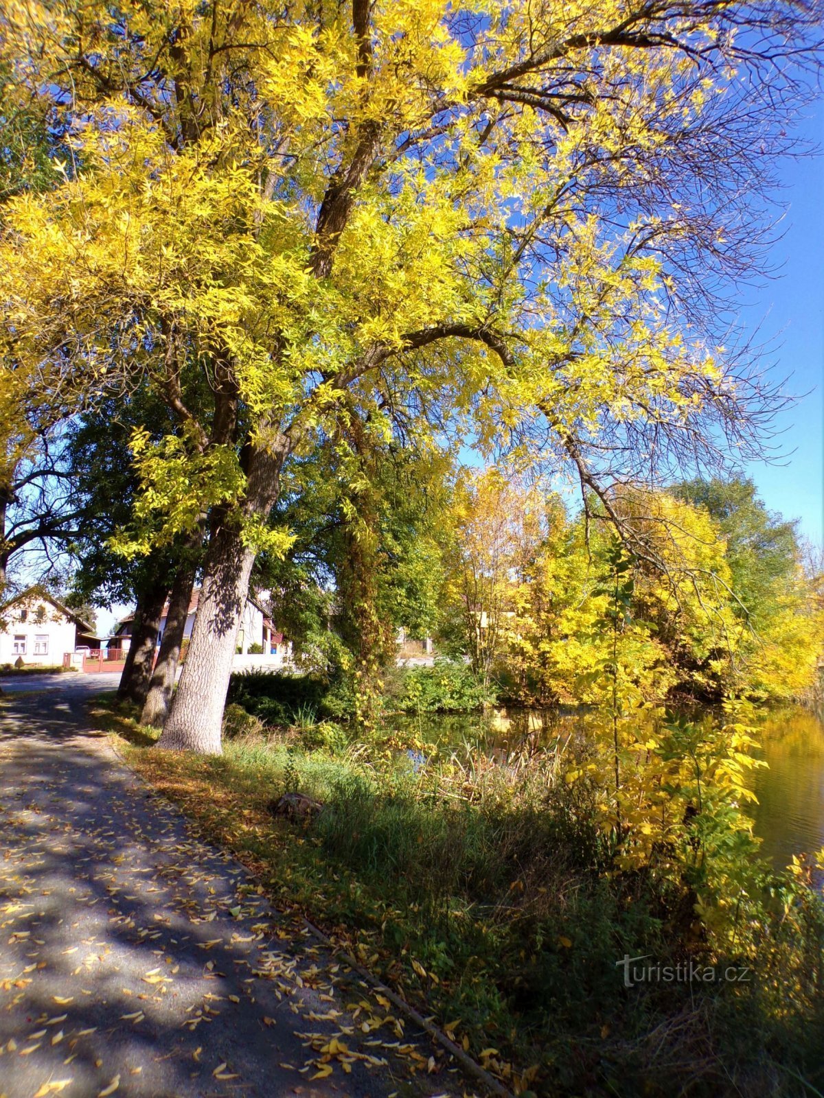 Dvořák Pond (Kunčice, ngày 8.10.2021 tháng XNUMX năm XNUMX)