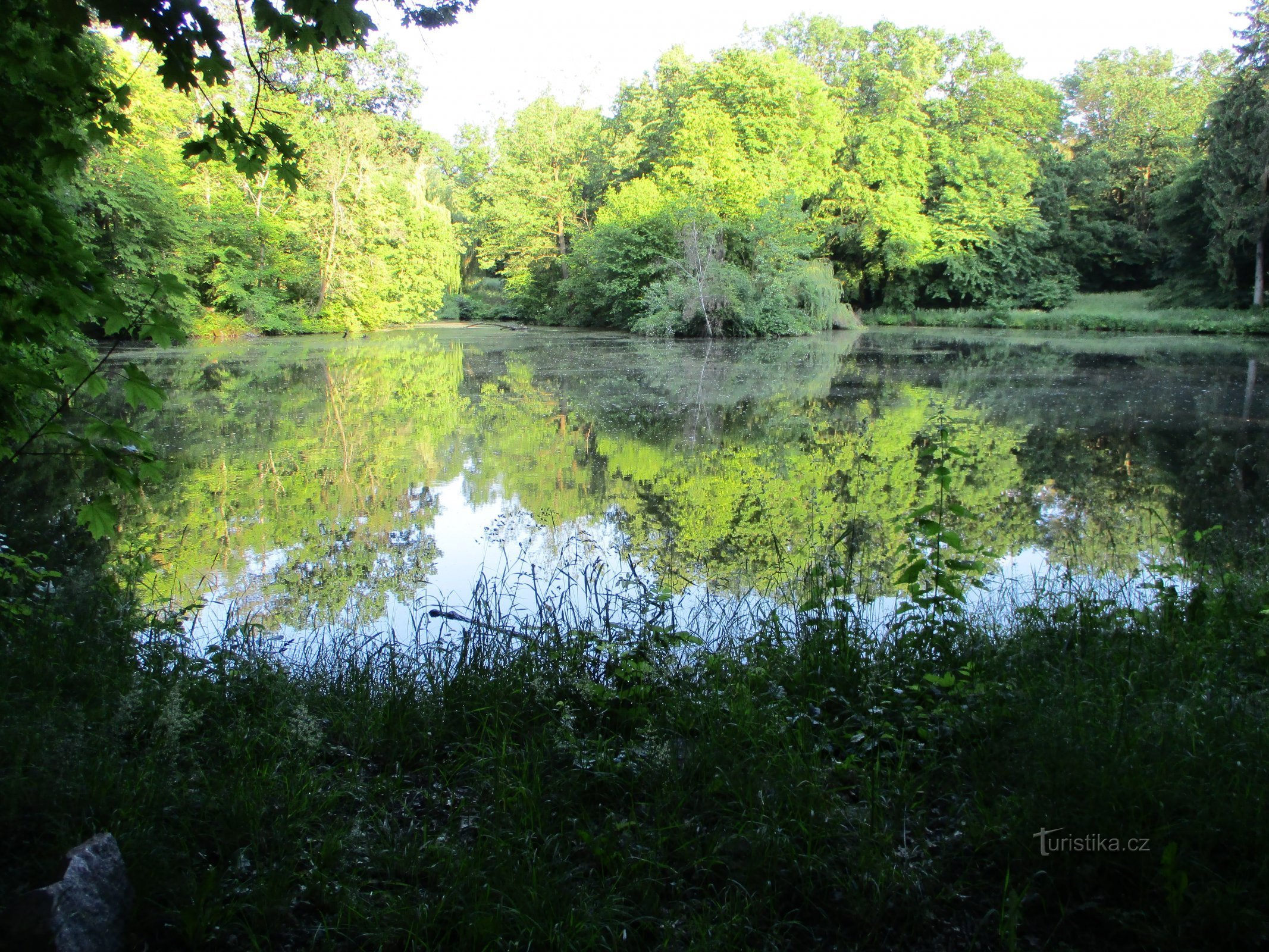 Hlubůček Pond (Dobřenice, 7.6.2019 juni XNUMX)