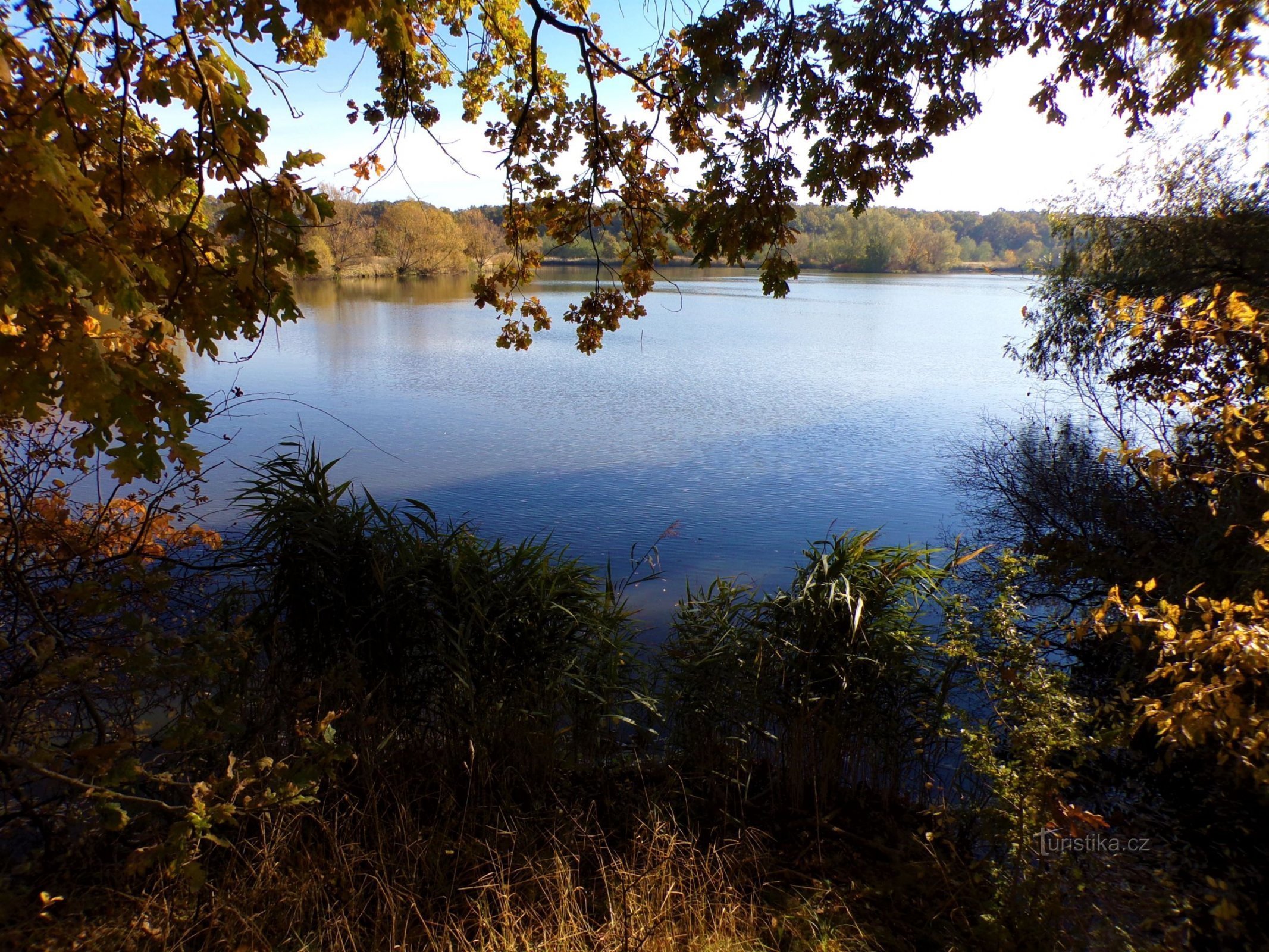 Homoláč Pond (Lodín, 24.10.2021/XNUMX/XNUMX)