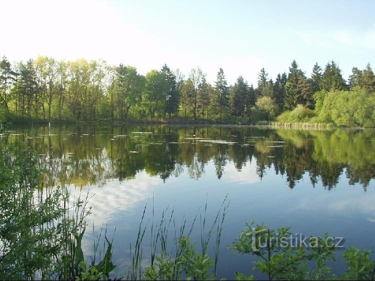 Hranečník dam