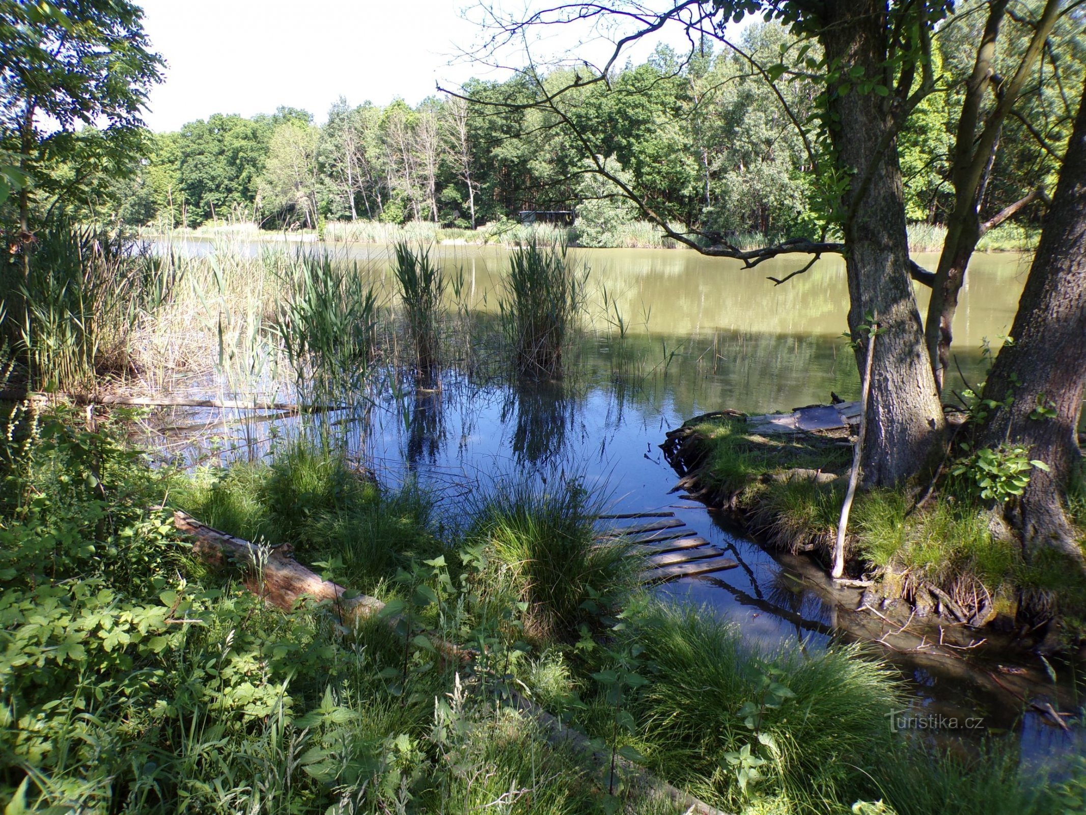 Jordan Pond (Těchlovice, 6.6.2021/XNUMX/XNUMX)