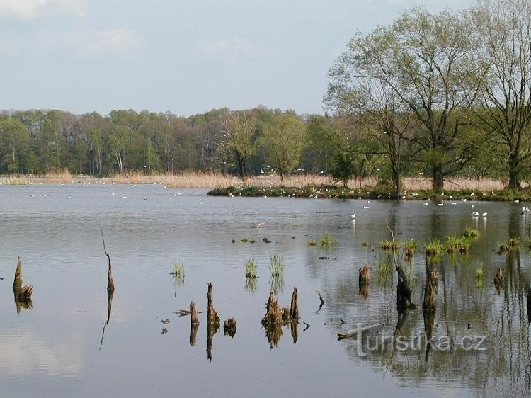 Kotvice pond