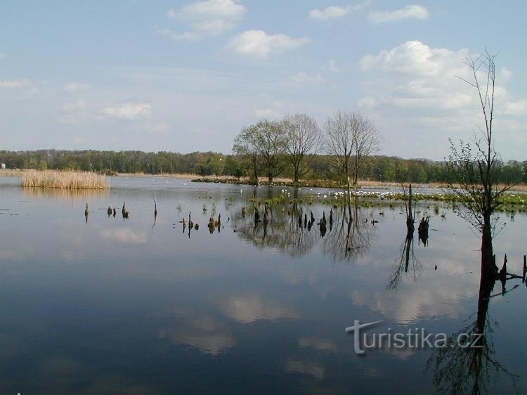 Kotvice pond