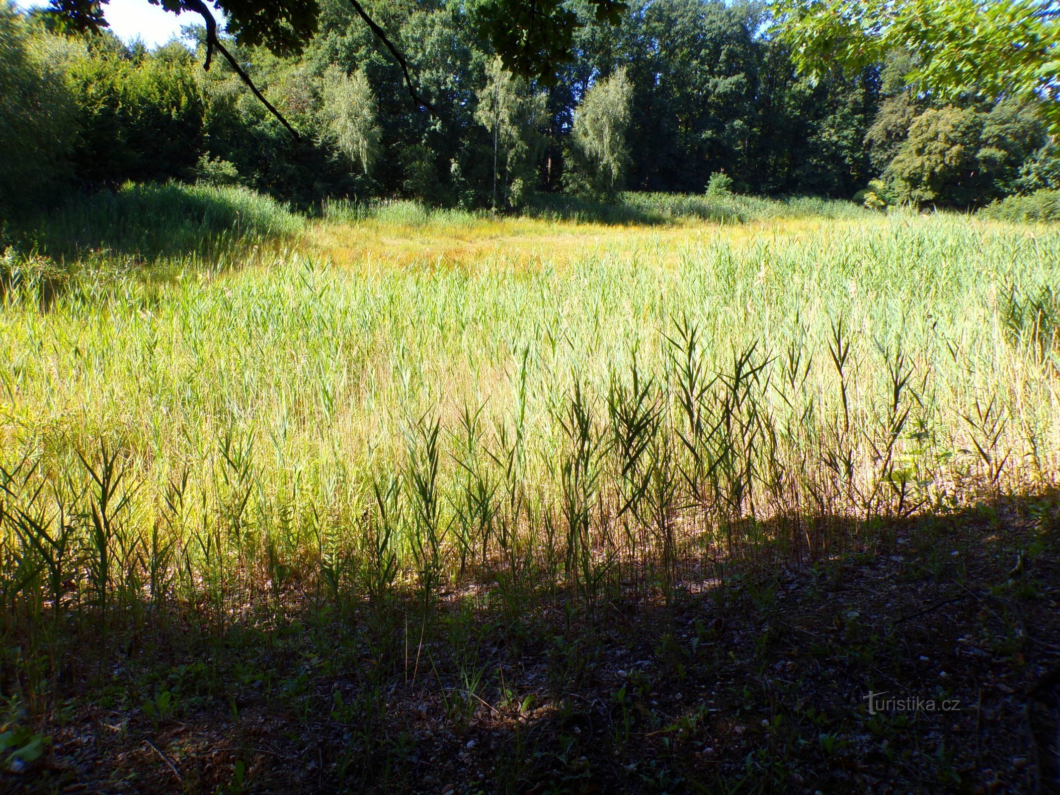 Lhotáček-vijver (Chýšť, 17.7.2022)