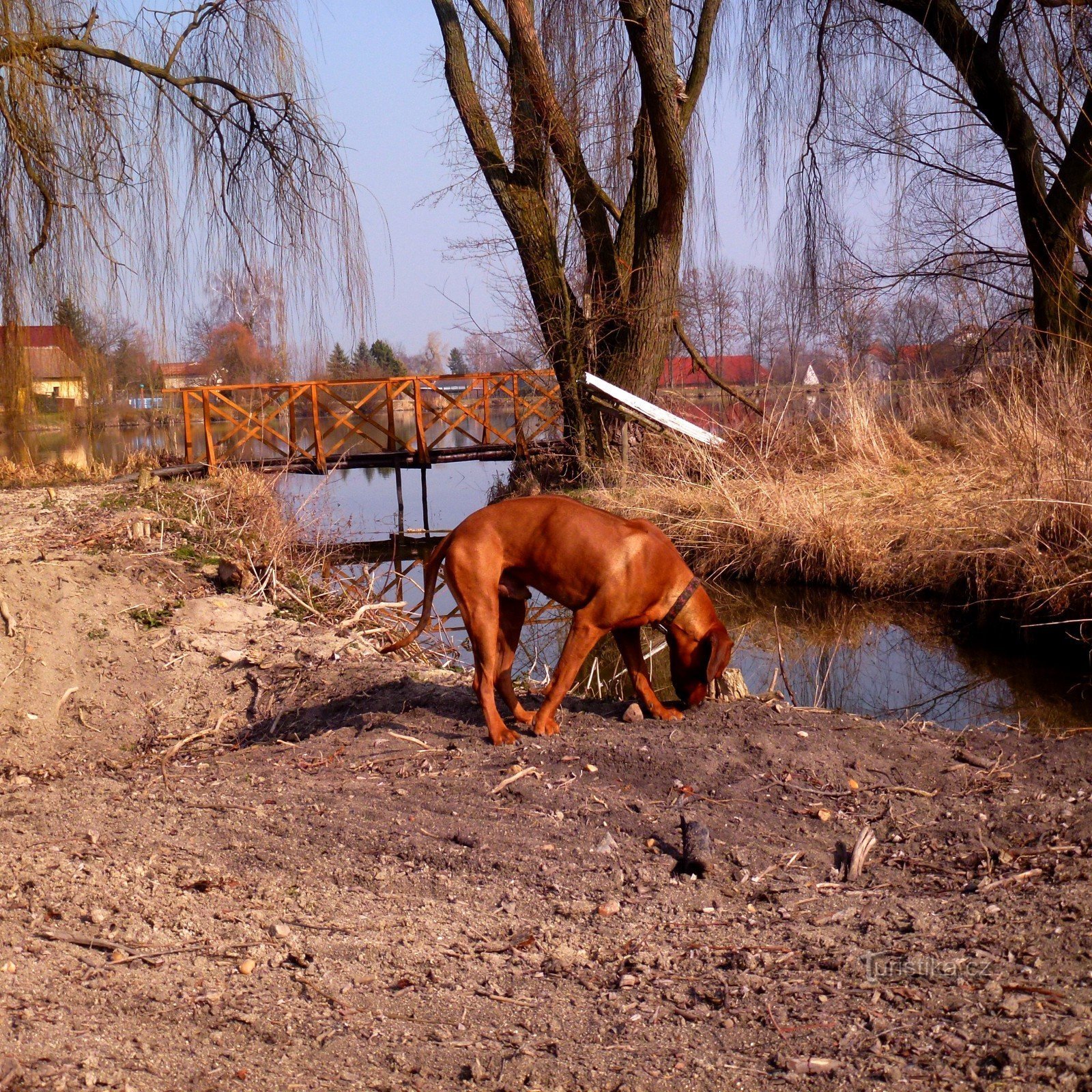 Der Teich hat mehrere blinde Zweige, über die Stege gebaut wurden