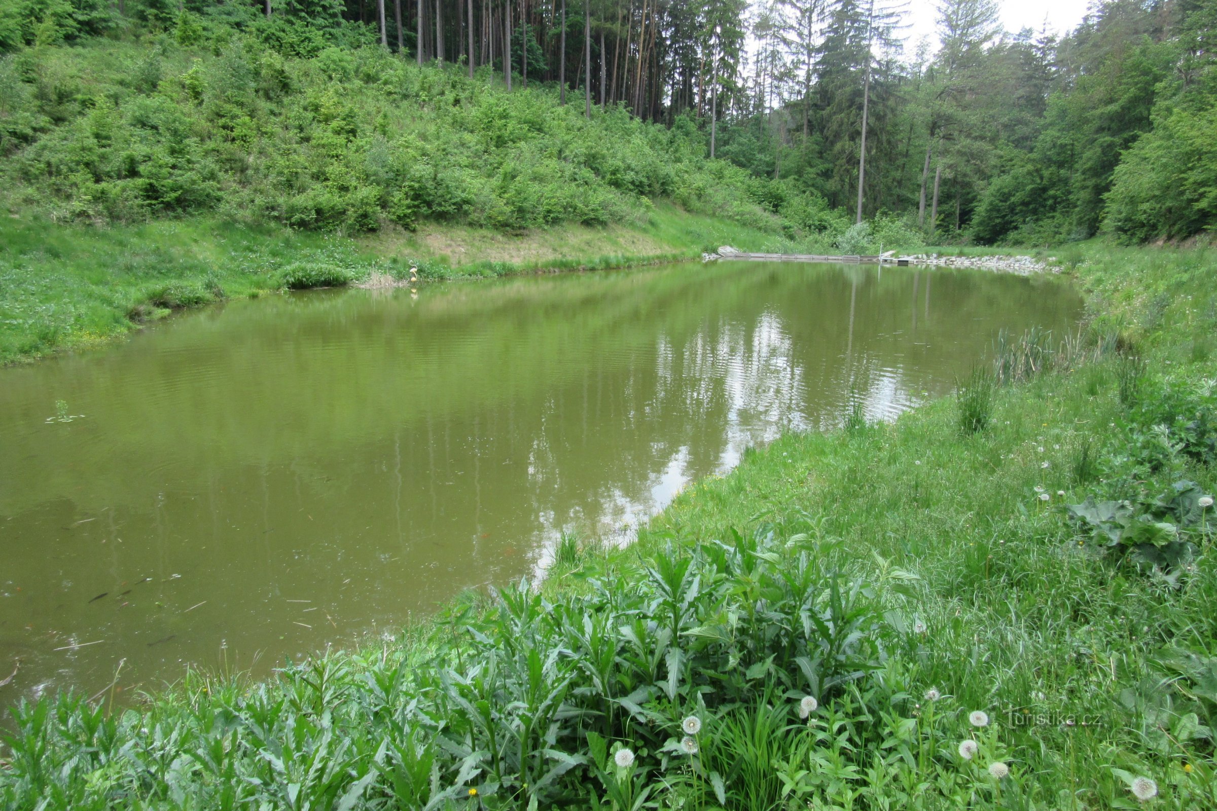 池の仲間