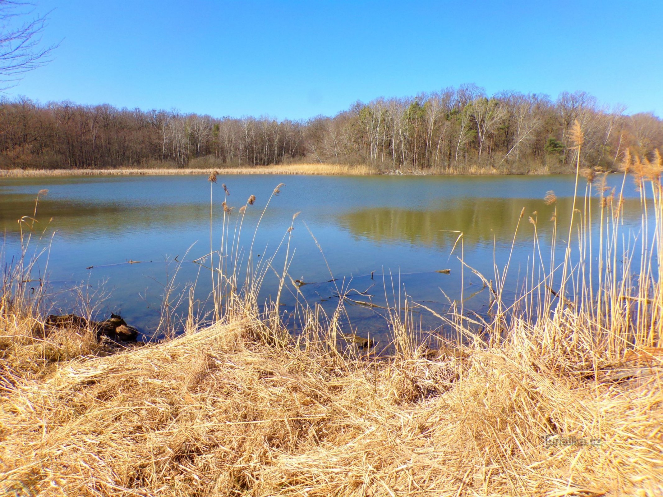 Mordýř Pond (Horní Ředice, 21.3.2022)