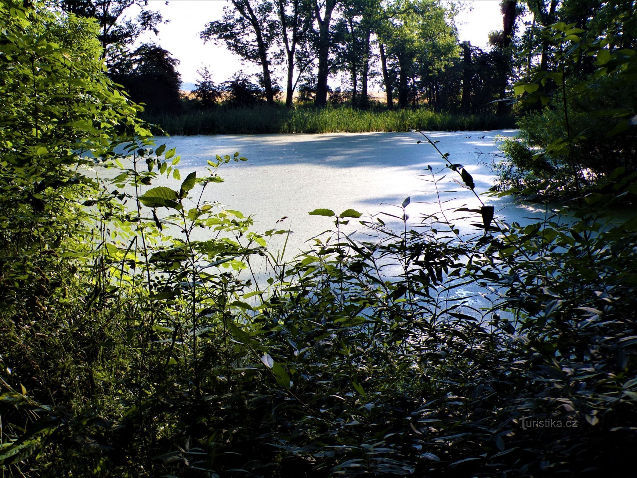 Teich Murštník (Rasošky, 4.7.2021)