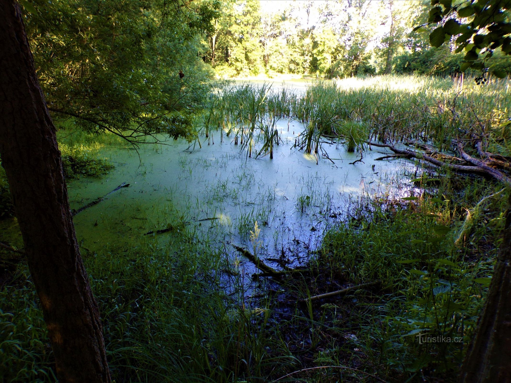 Laghetto di Murštník (Rasošky, 4.7.2021/XNUMX/XNUMX)