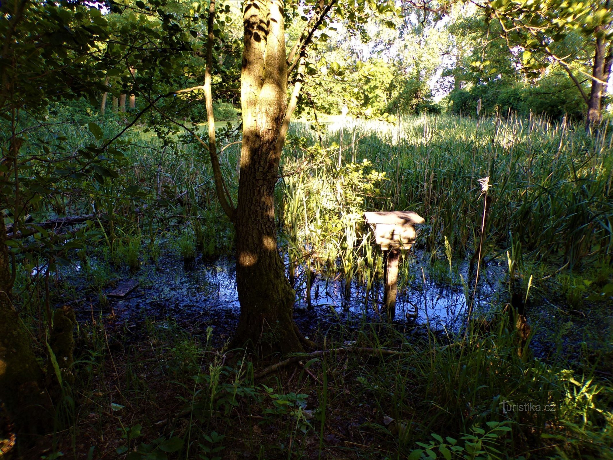 Murštník dam (Rasošky, 4.7.2021/XNUMX/XNUMX)