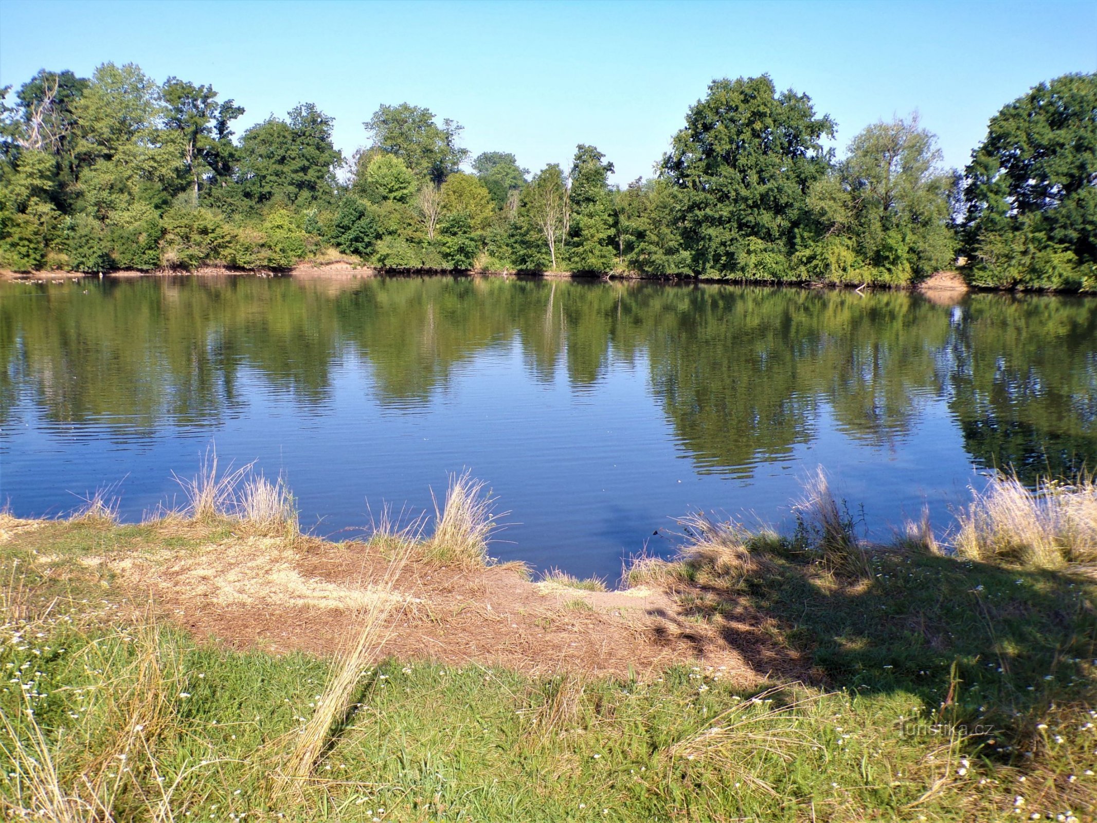 Ставок Мислівець (Скривани, 15.8.2021)