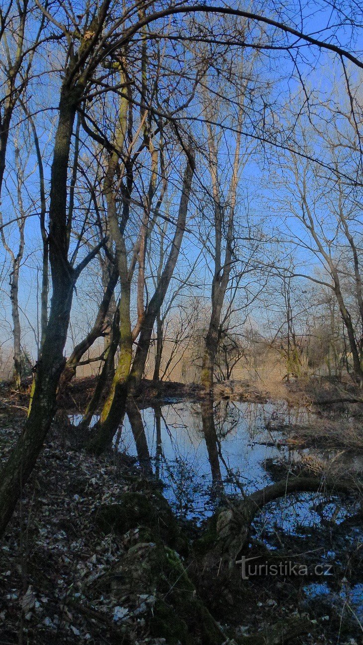 Nečas pond