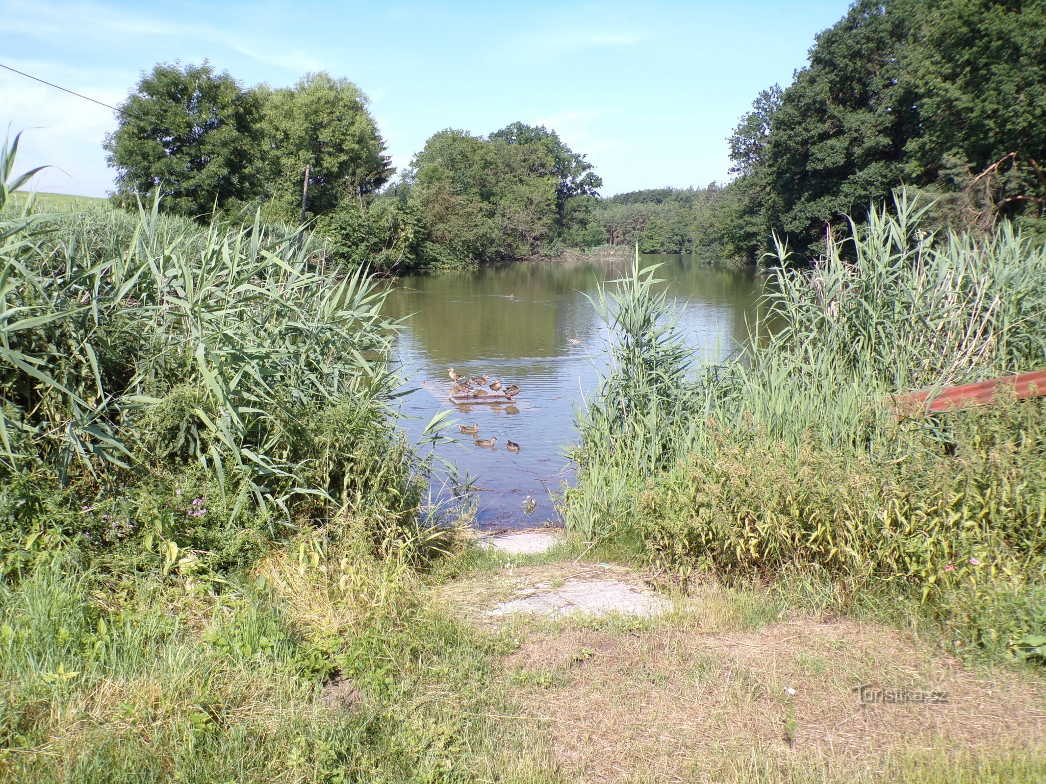 Lagoa sob a floresta (Libřice, 4.7.2021/XNUMX/XNUMX)