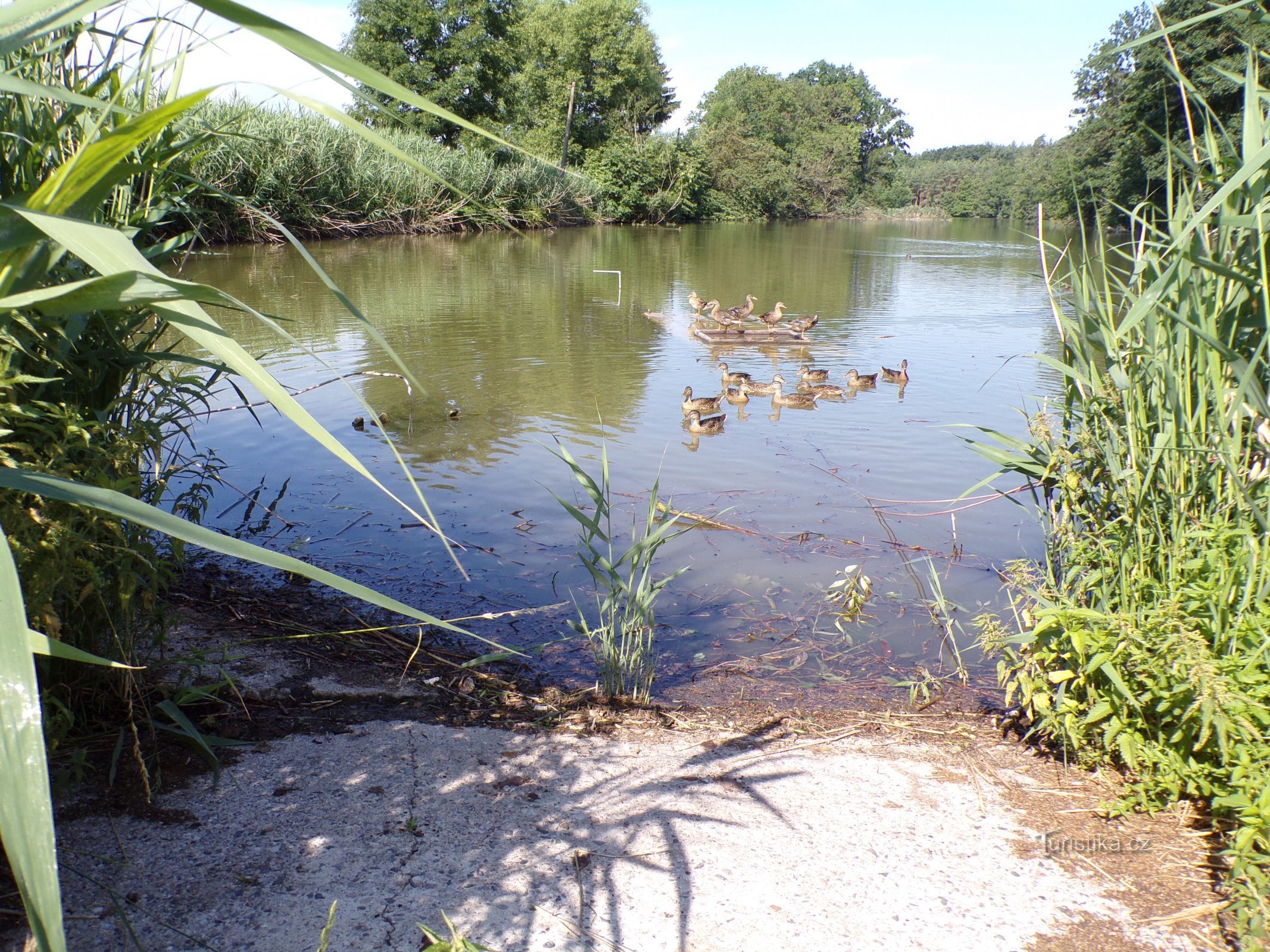 Lagoa sob a floresta (Libřice, 4.7.2021/XNUMX/XNUMX)