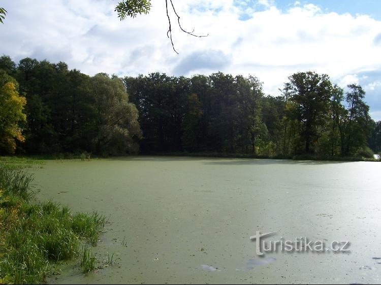 Vijver: Uitzicht op de vijver vanaf de dam