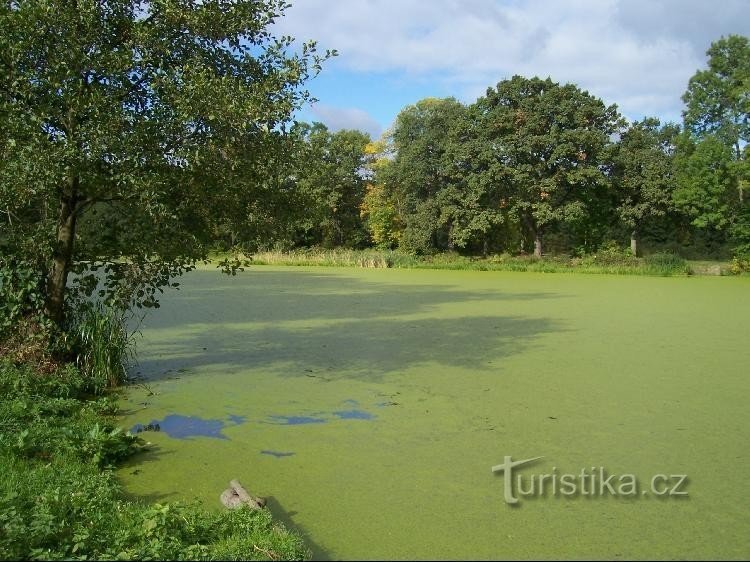 Vijver: Uitzicht op de vijver vanaf de dam