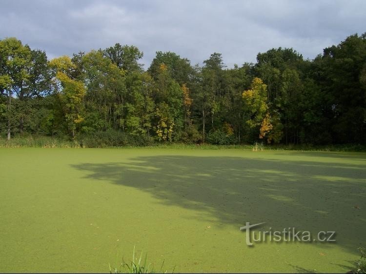 Teich: Blick auf den Teich von der Staumauer