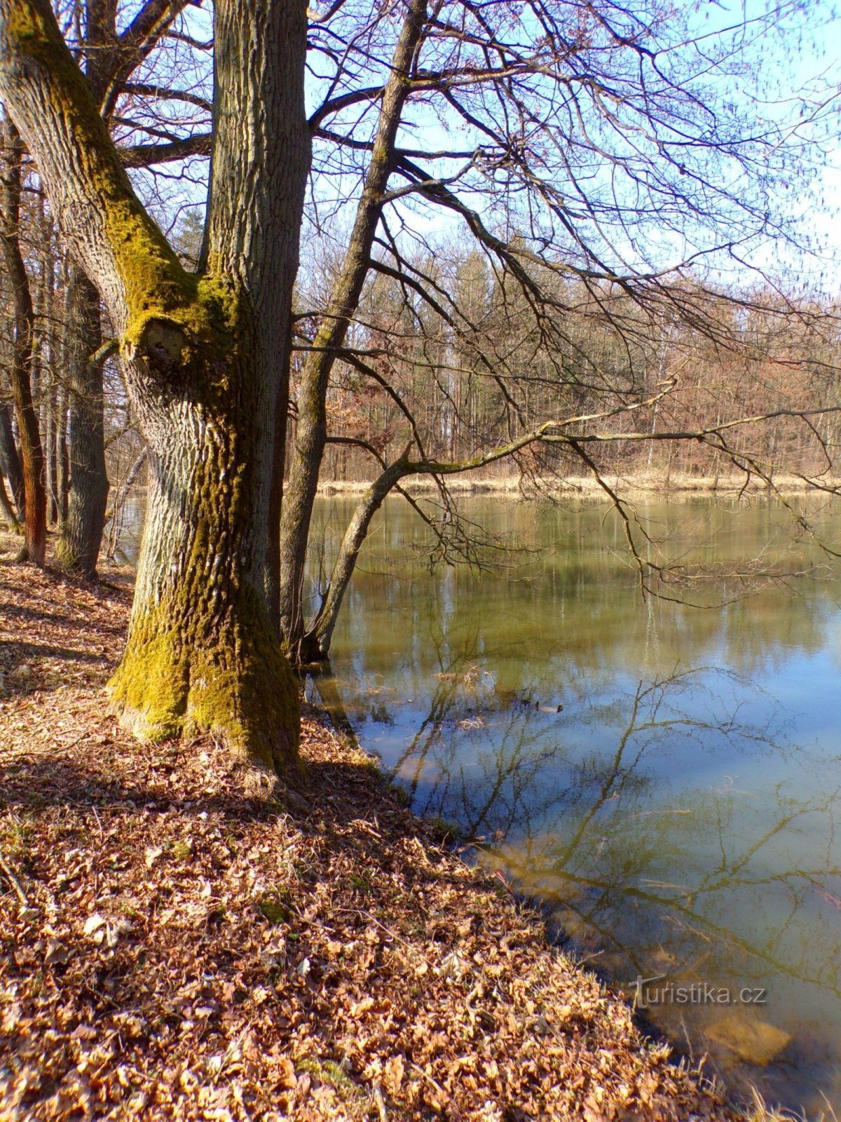 Povolír Pond (Miletín, 25.3.2022)