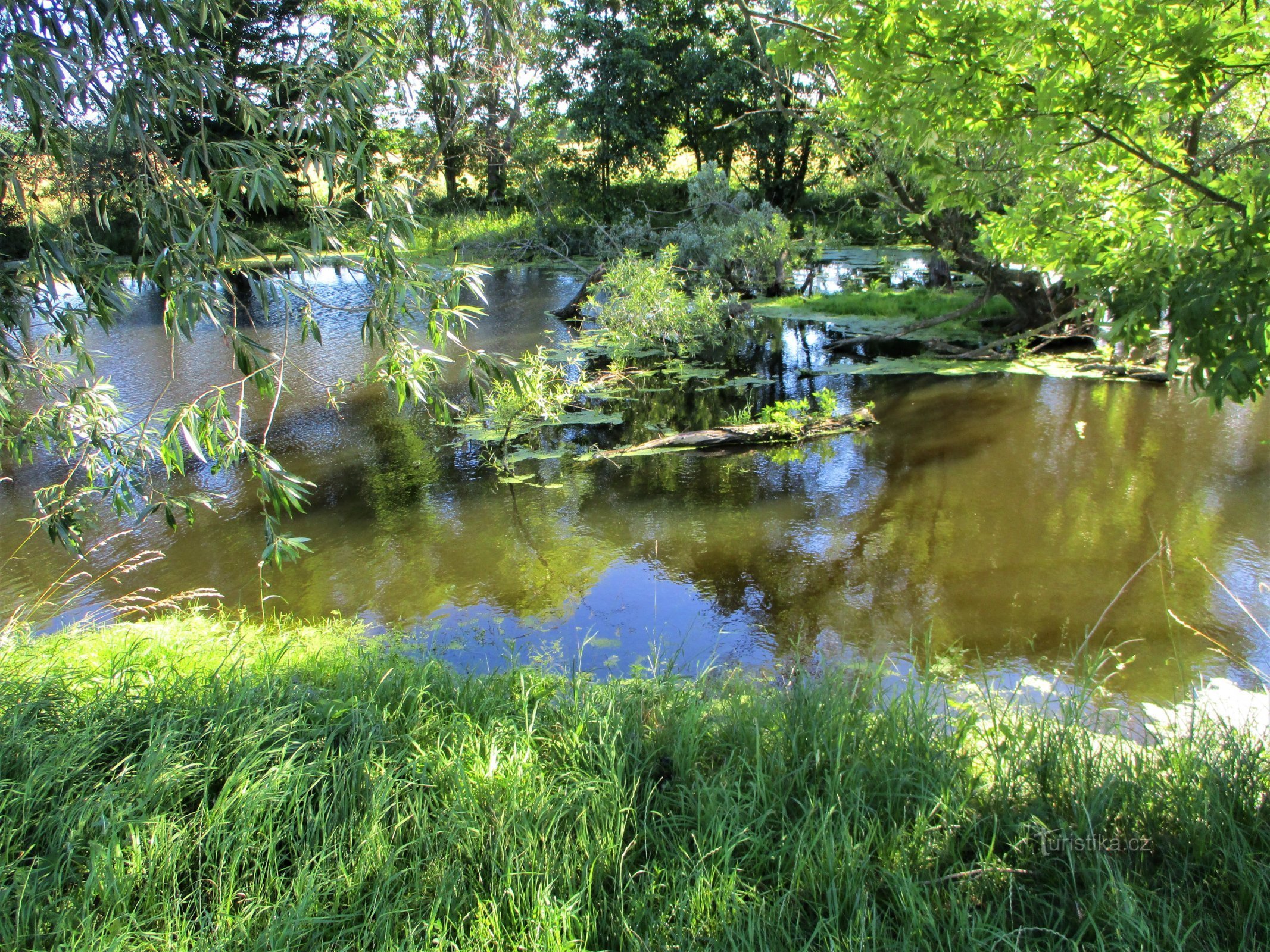 コシチェクからの途中の池 (Bydžovská Lhotka、5.7.2020 年 XNUMX 月 XNUMX 日)