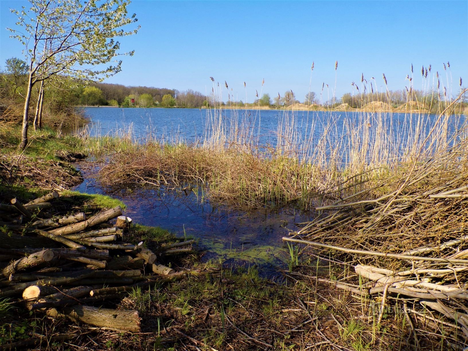 Rapeseed pond (Grandma, 8.5.2021/XNUMX/XNUMX)