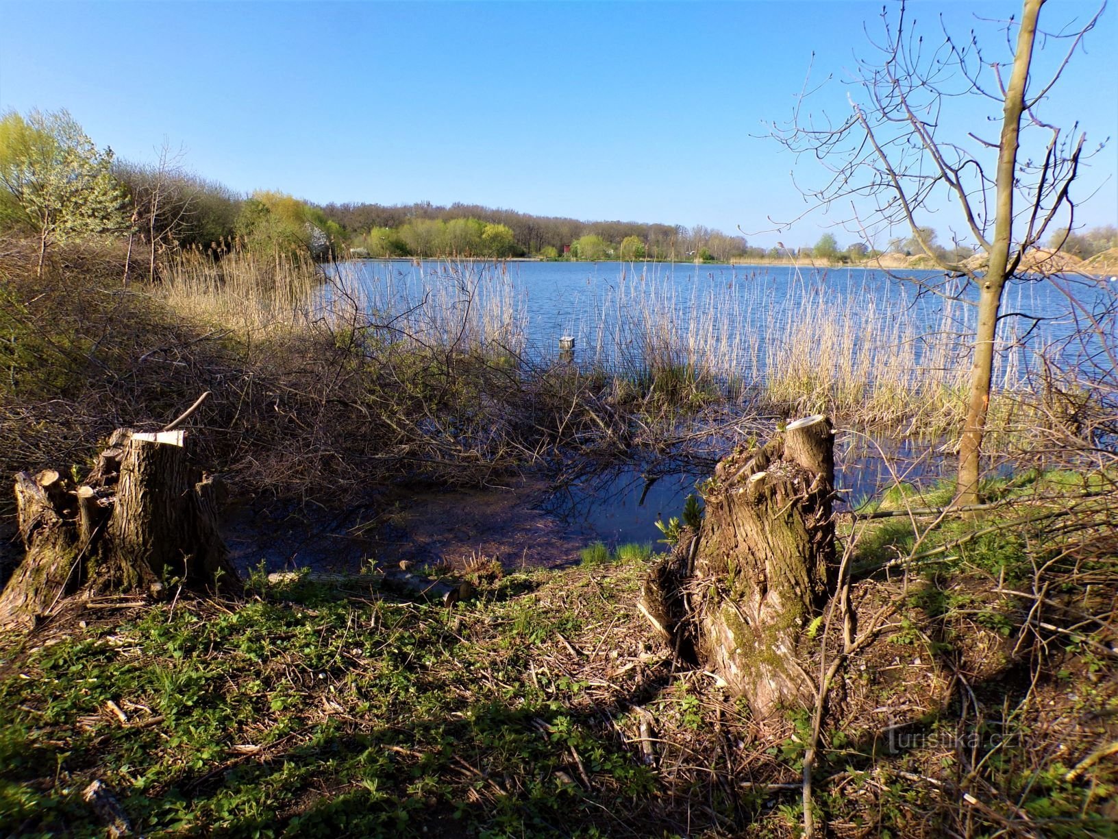 Rapeseed pond (Grandma, 8.5.2021/XNUMX/XNUMX)