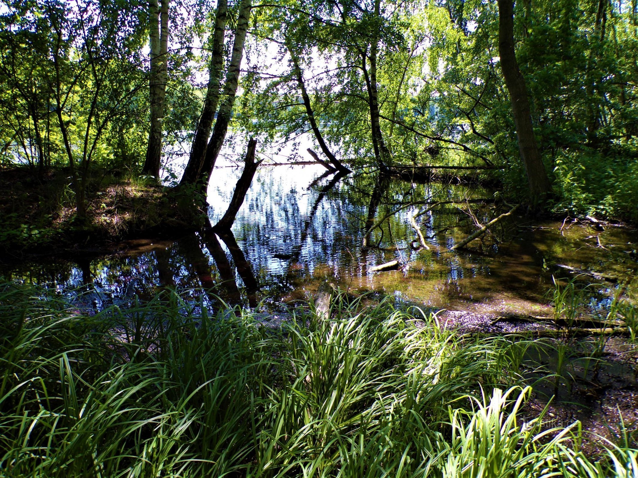 Teichübersicht (Bukovka, 3.6.2021)