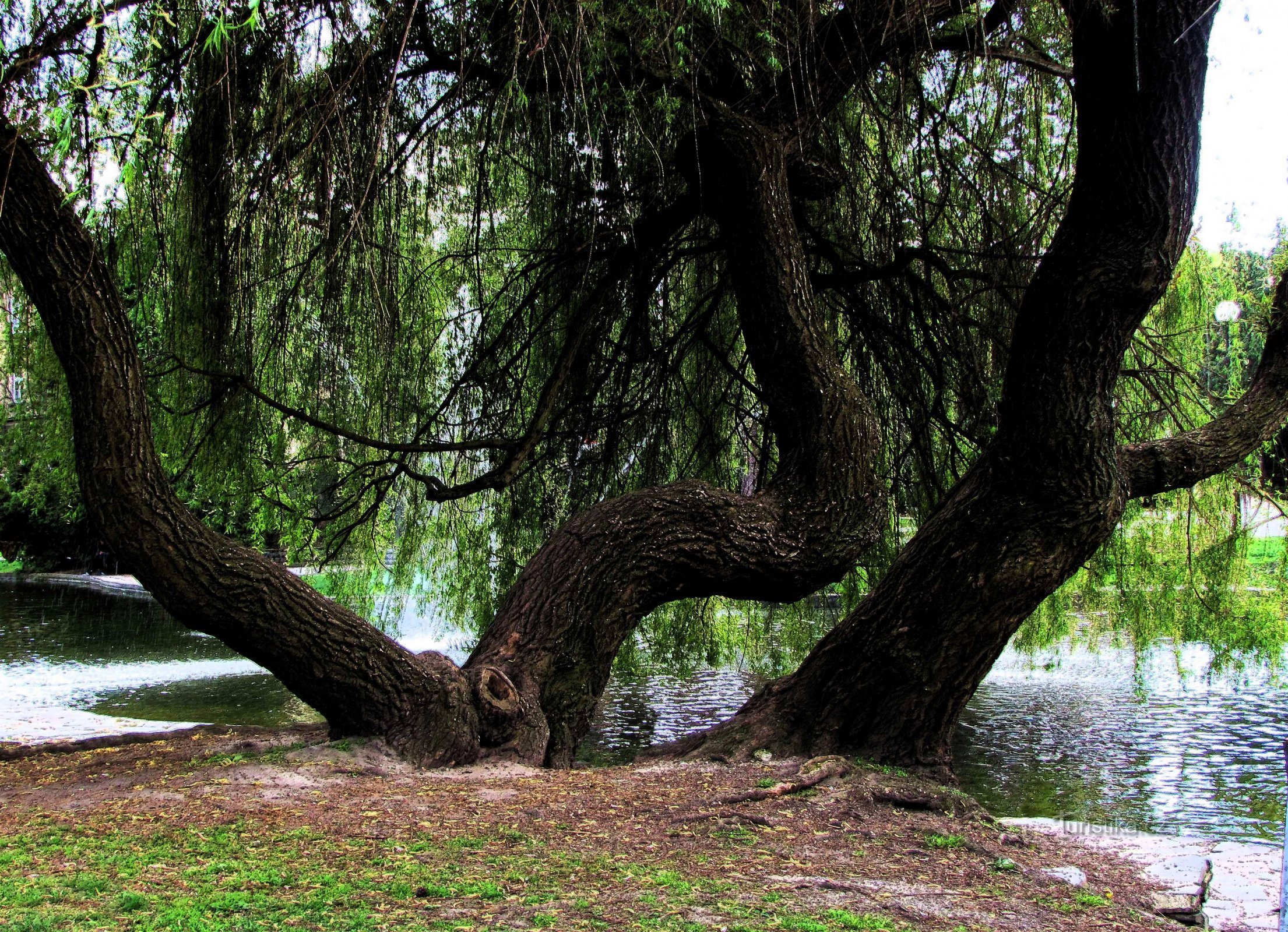 Ein Teich mit Springbrunnen in Smetanovy sady in Olomouc