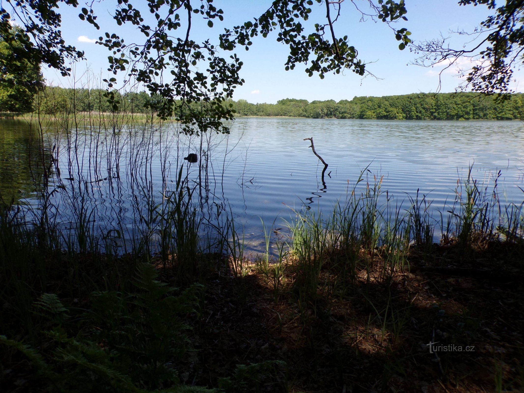 Rybník Skříň (Bohdaneč Spa, 3.6.2021 de junio de XNUMX)