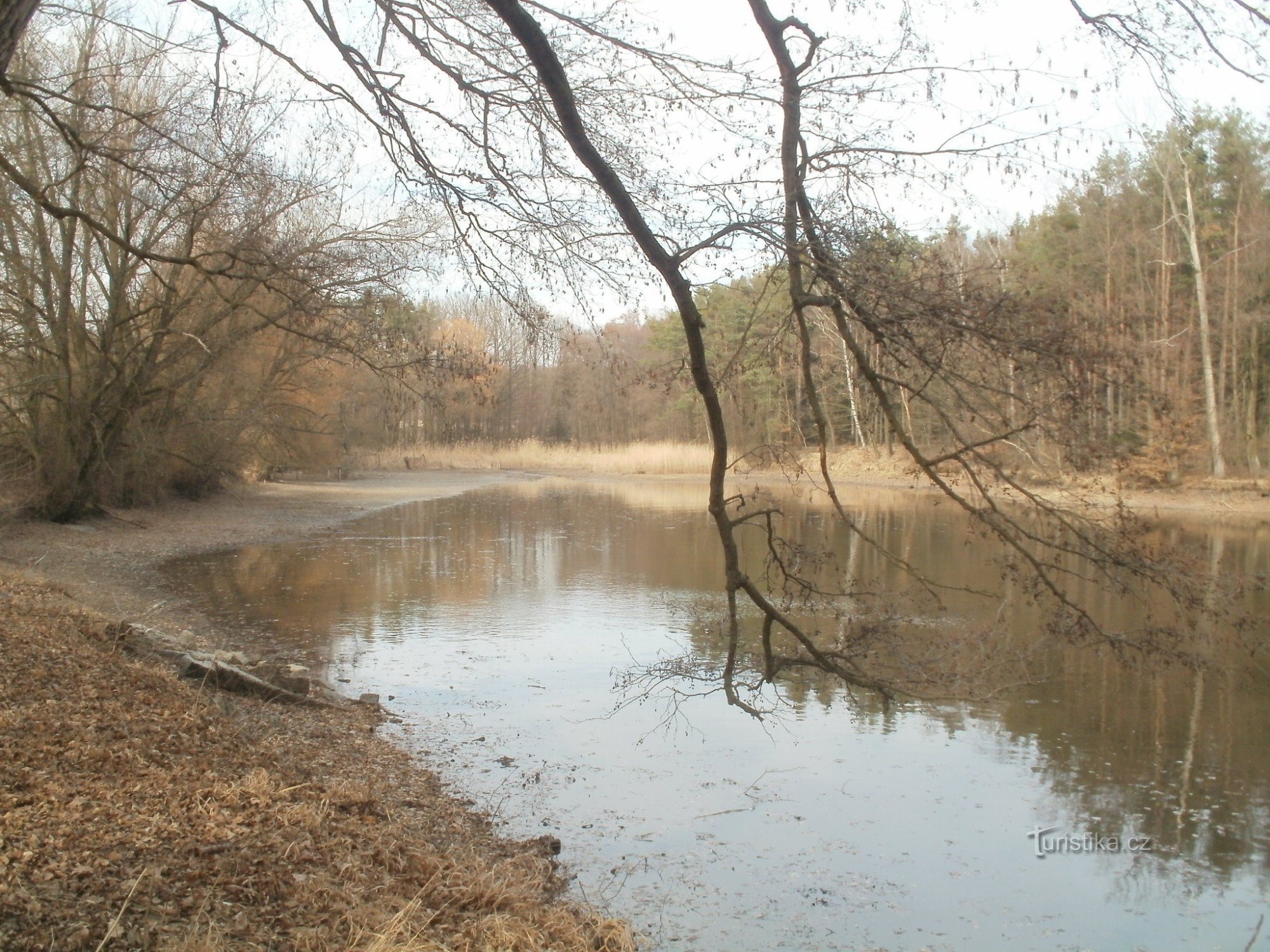 Špičník dam