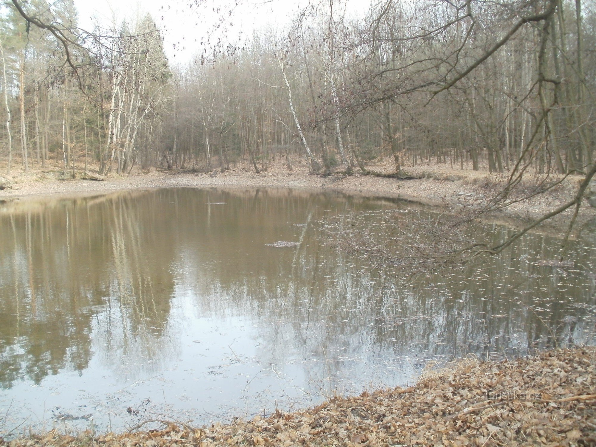 Špičník dam