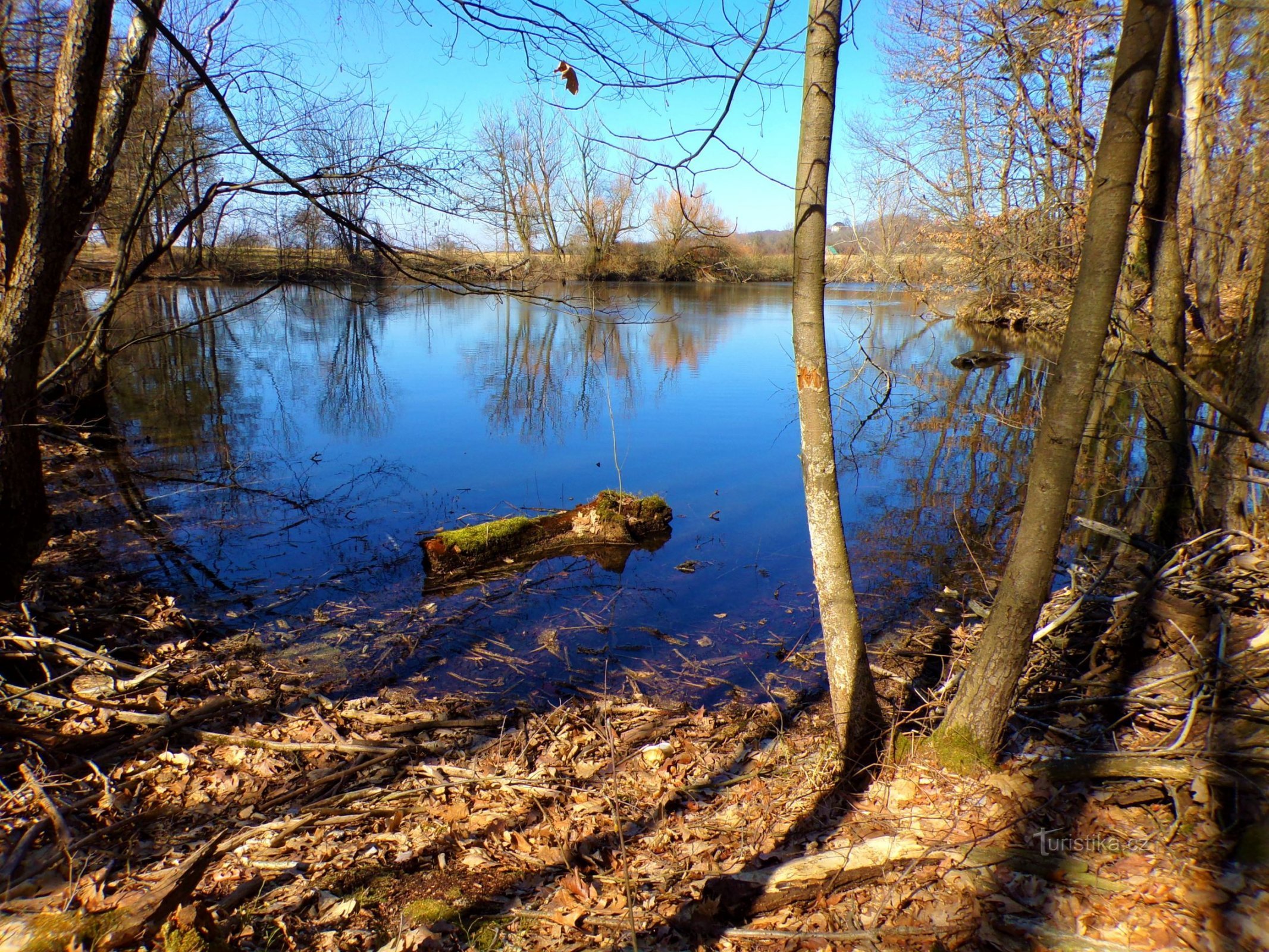 Špičník-vijver (Vysoké Chvojno, 21.3.2022)