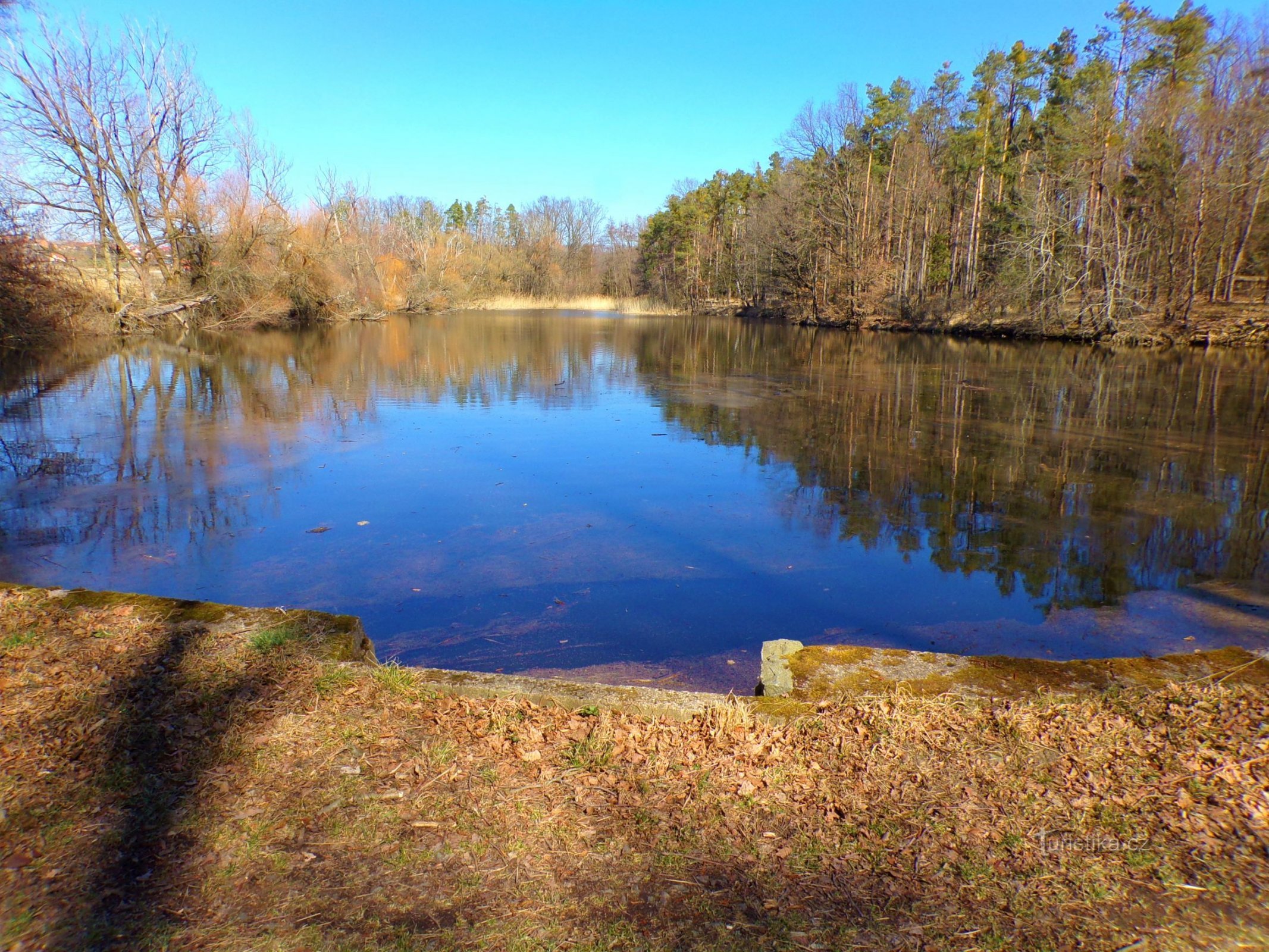 Teich Špičník (Vysoké Chvojno, 21.3.2022)