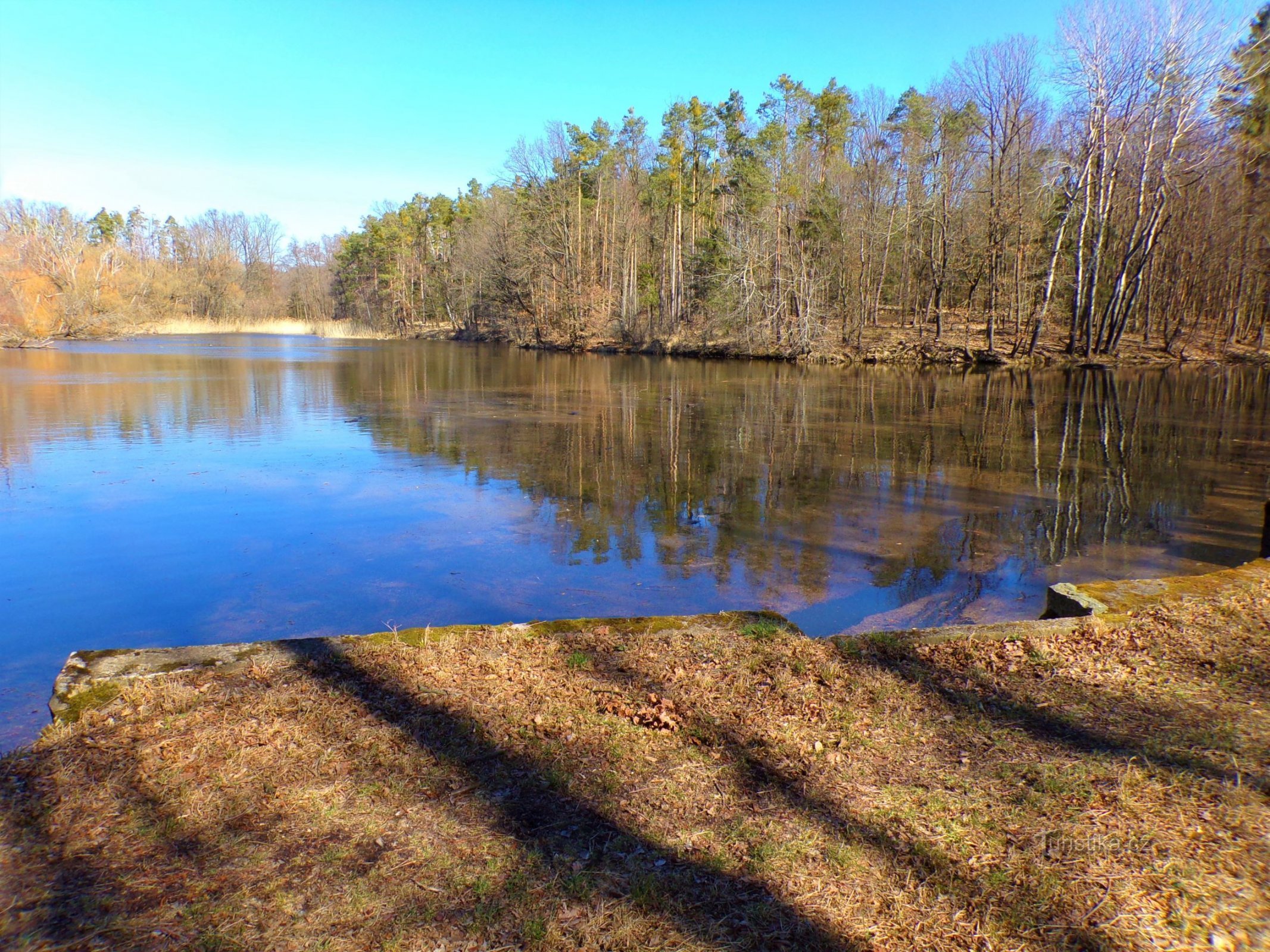 Špičník pond (Vysoké Chvojno, 21.3.2022)