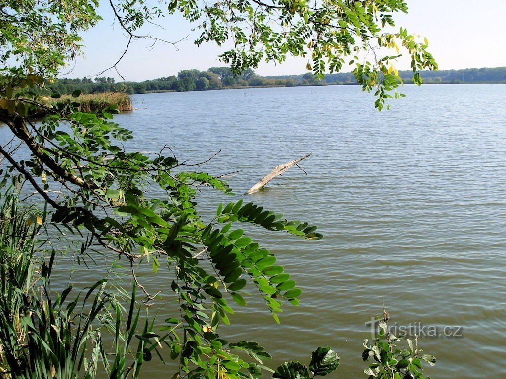 Stolařka dam