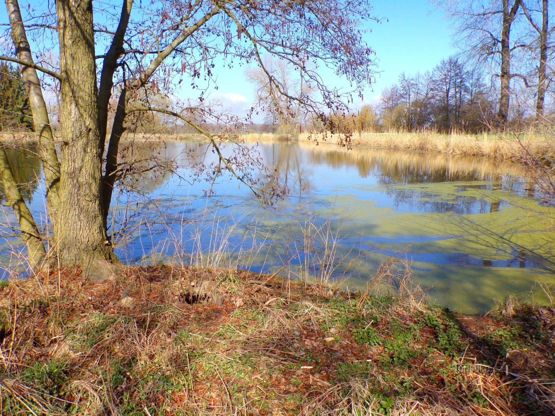 Rybník Šust (Čistěves, 11.4.2022)