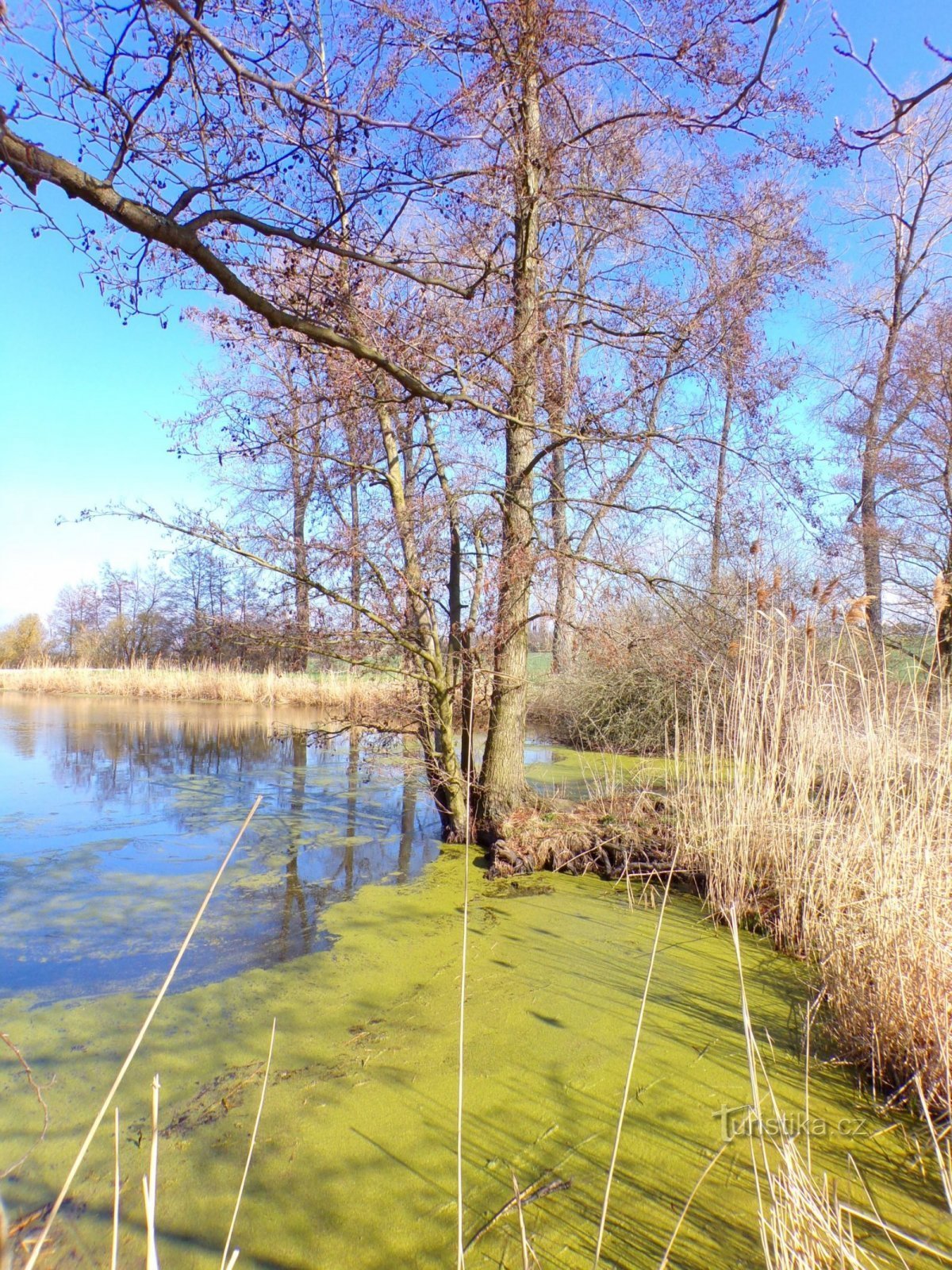 Šust Pond (Čistěves, 11.4.2022)