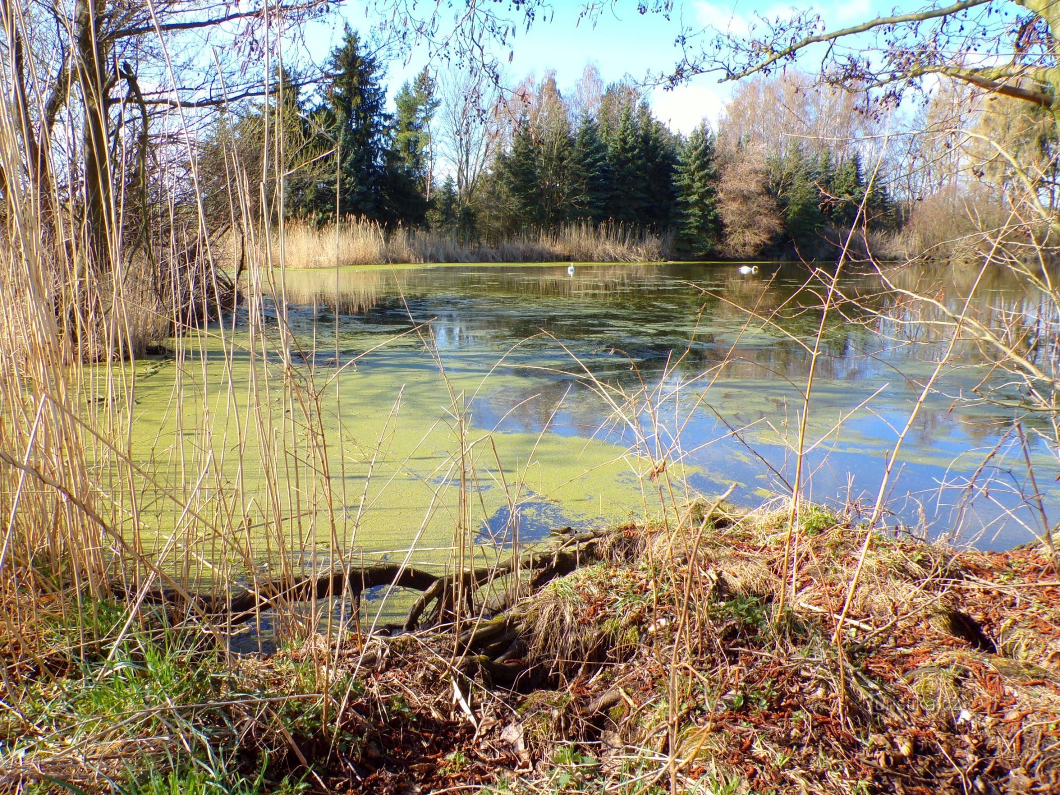 Šust Pond (Čistěves, 11.4.2022/XNUMX/XNUMX)