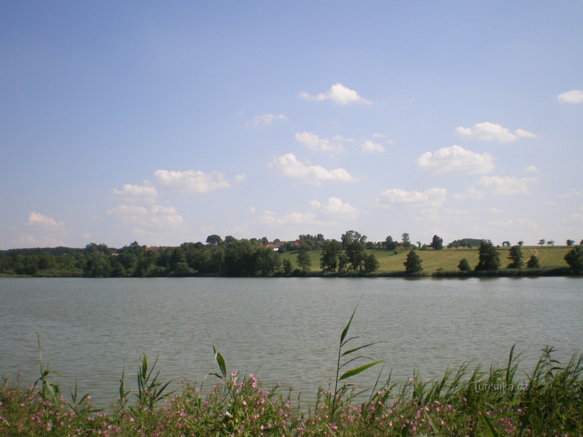 Cockroach pond