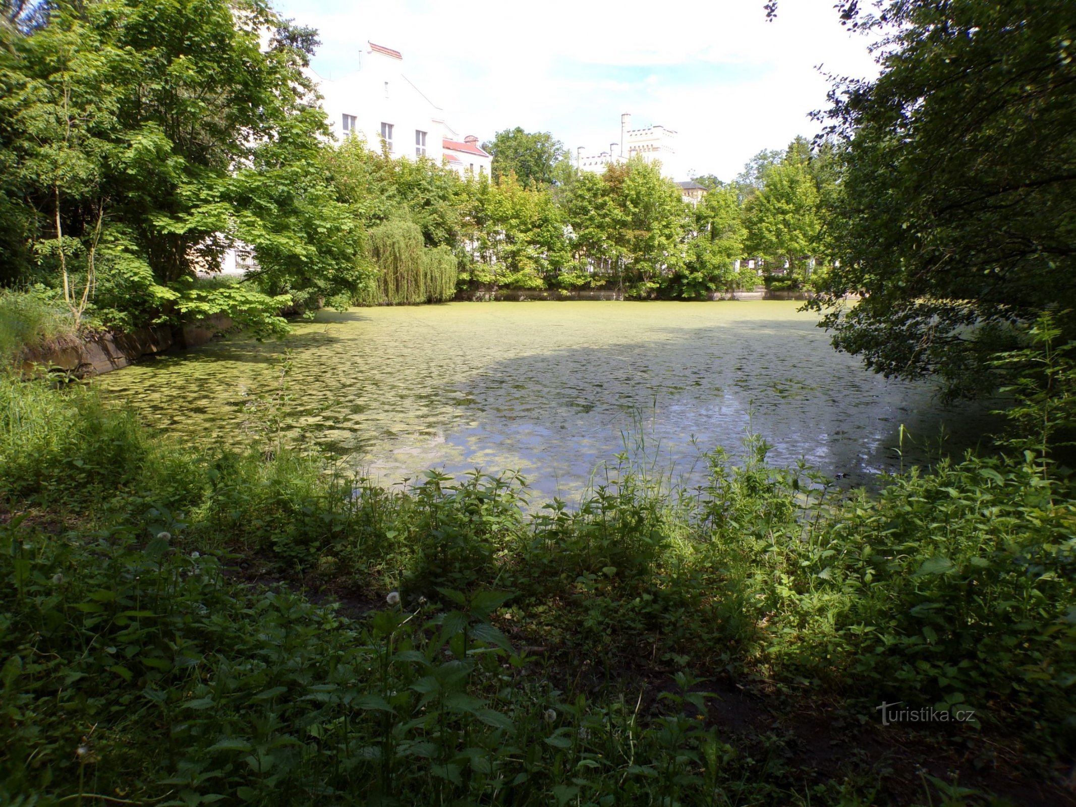 Rybník Svatá Anna (Skřivany, 1.6.2021)