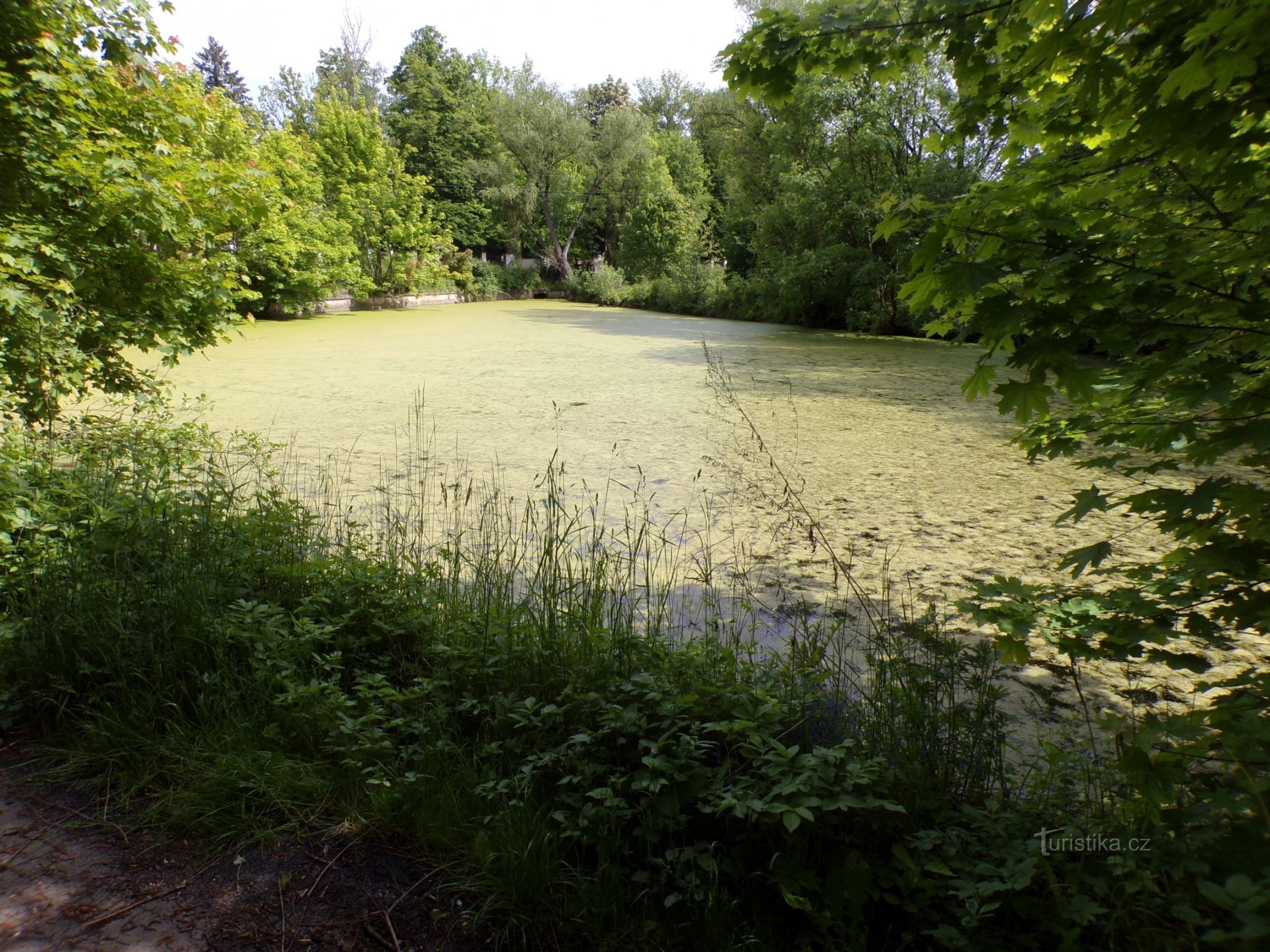 St. Anna Pond (Skrivany, 1.6.2021/XNUMX/XNUMX)