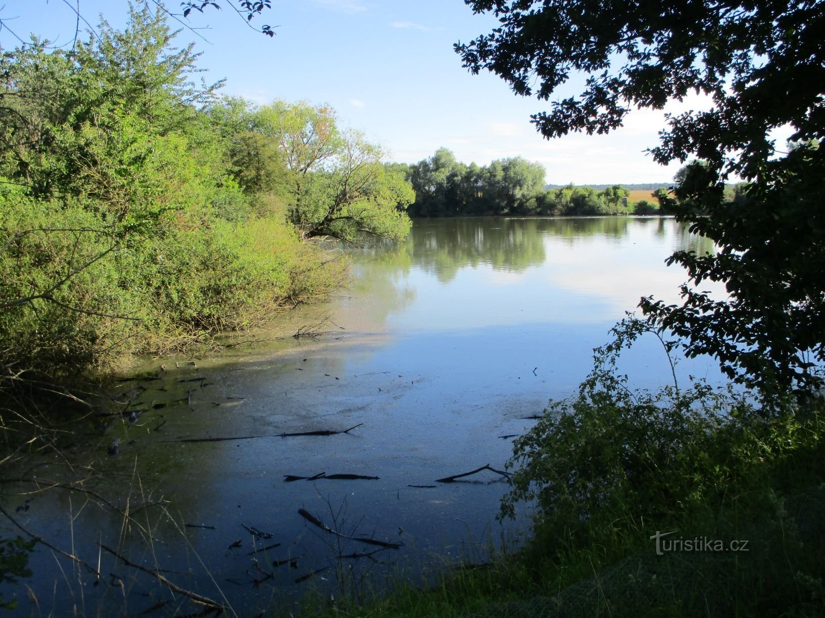 Rybník Svinče (Kosičky, 5.7.2020)