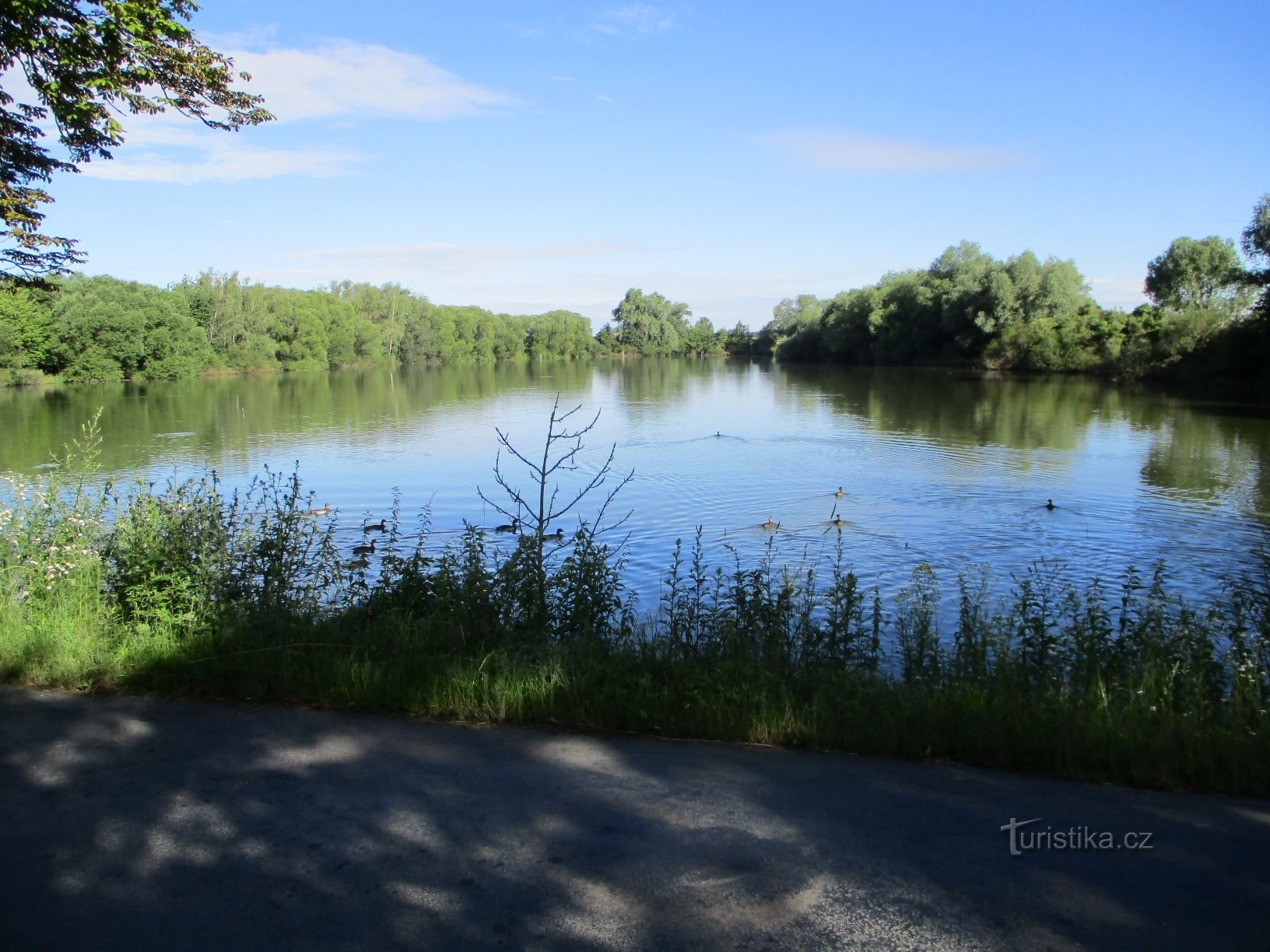 Svinče Pond (Kosičky, 5.7.2020/XNUMX/XNUMX)