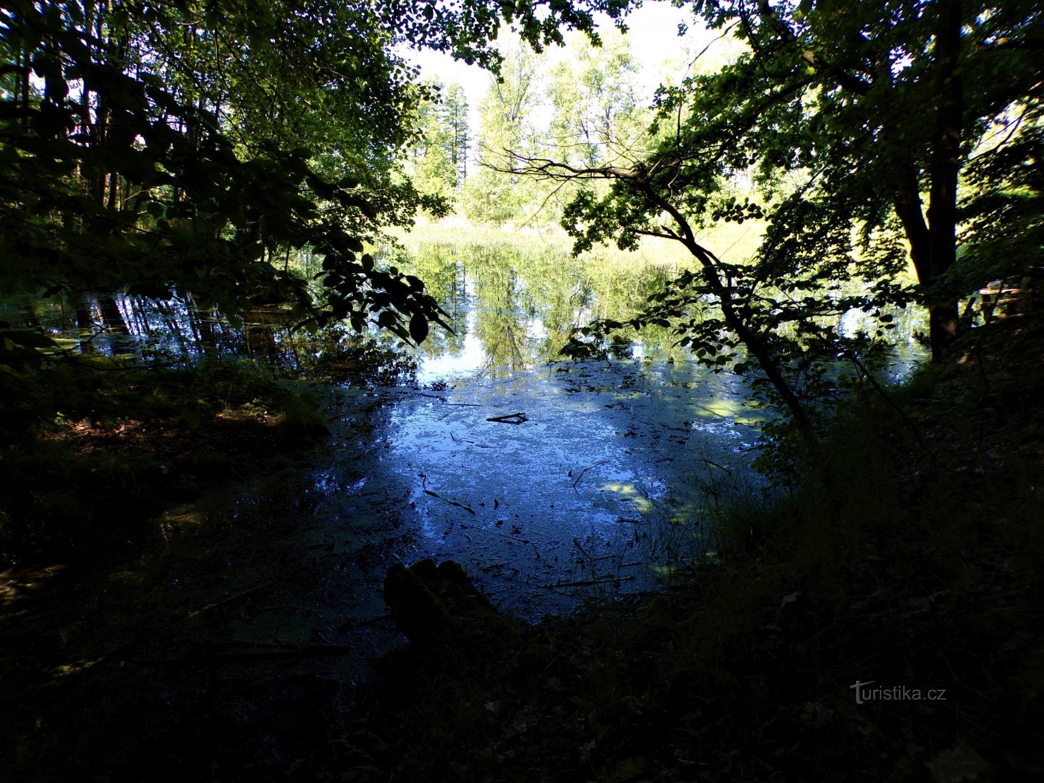 Pond U hájenky (Těchlovice, 6.6.2021/XNUMX/XNUMX)