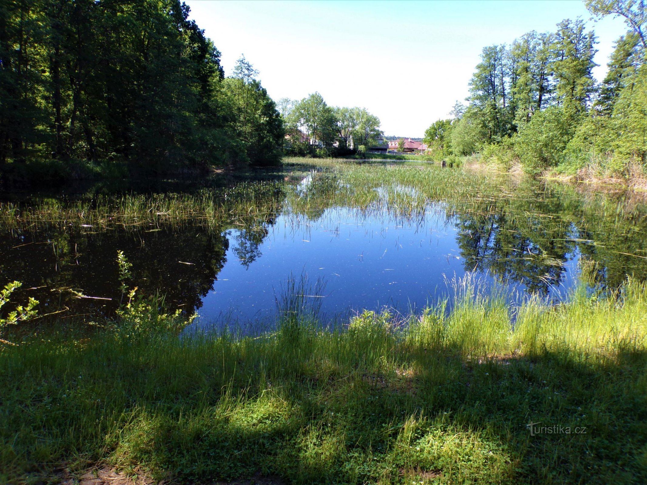 Pond U hájenky (Těchlovice, 6.6.2021/XNUMX/XNUMX)