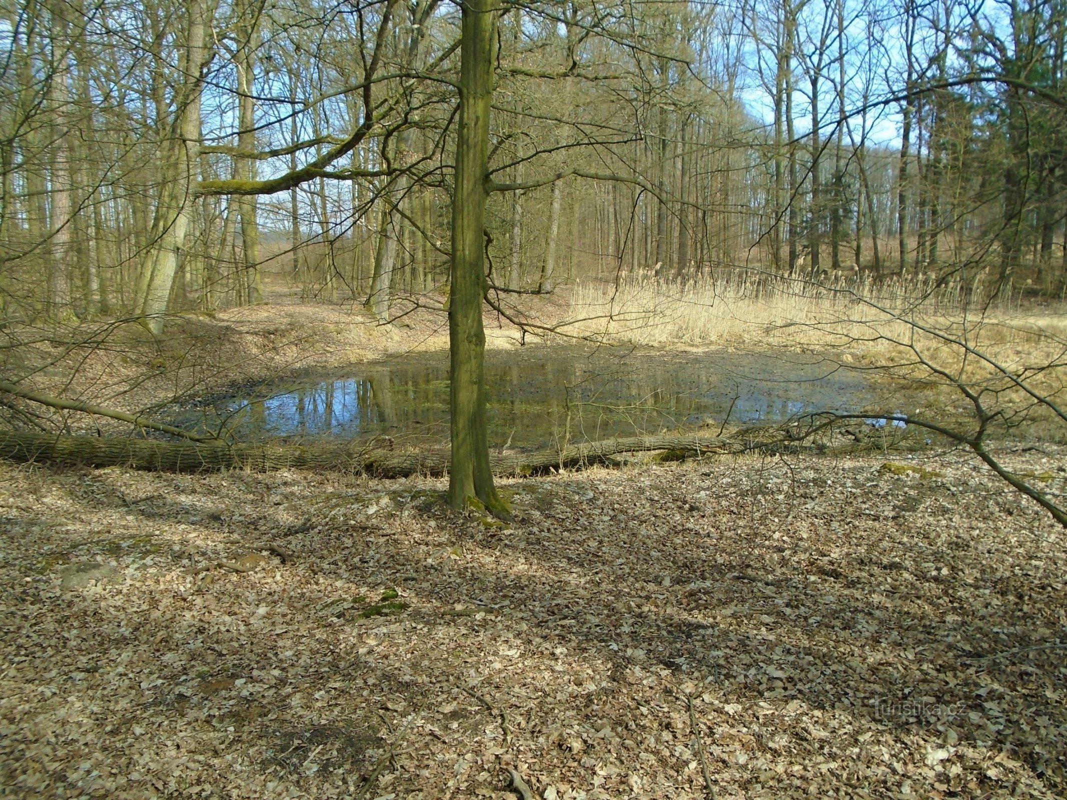 Nové Přím 附近的池塘（Horní Přím，30.3.2018 年 XNUMX 月 XNUMX 日）